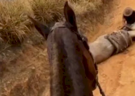 Homem que mutilou cavalo vivo é preso em operação contra tráfico de drogas