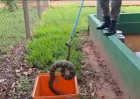 Funcionários encontram cascavel em empresa e acionam Polícia Ambiental