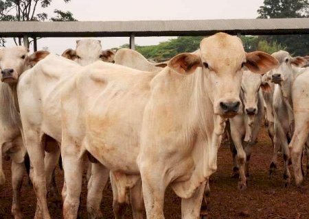 Empres&aacute;ria perde R$ 60 mil em golpe de falsa venda de gado
