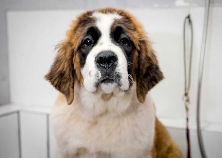 Minúsculas e comuns em cães e gatos, as pulgas podem causar danos à saúde dos pets