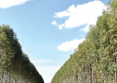 Governo firma parceria para aprimorar o crescimento de eucalipto em MS