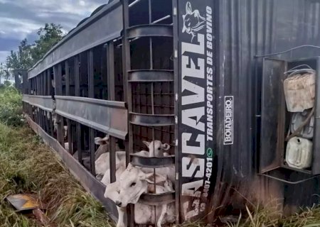 Caminhoneiro morre após carreta boiadeira tombar na BR-158