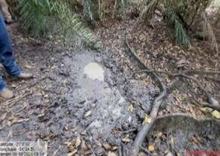 Invas&atilde;o de javalis amea&ccedil;a nascente do Rio Mimoso em Bonito