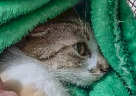 Mulher é presa após arremessar gata do 12&ordm; andar de prédio em Curitiba