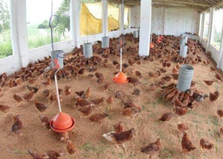 Governo estabelece regras e exige teste de salmonella em aves antes do abate