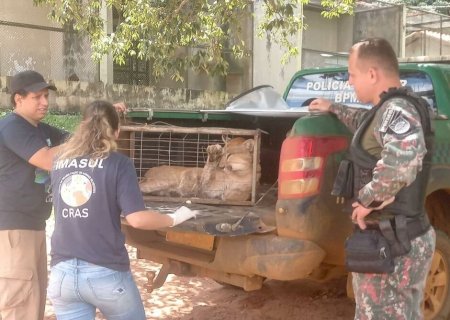 On&ccedil;a-parda é resgatada pela PMA ap&oacute;s ser atropelada BR-359