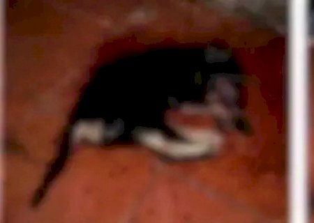 TJMS aumenta pena de homem que matou cadela com extrema crueldade