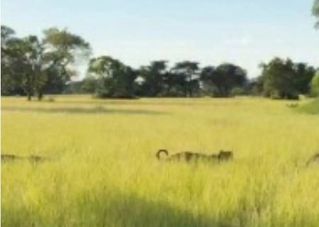 “Fila” de onças é flagrada por turistas no Pantanal de MS; Vídeo