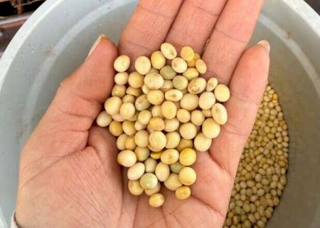 Conflito no Oriente M&eacute;dio pode impulsionar a cadeia produtiva de biodiesel em MS