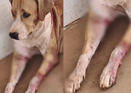 Cadela é encontrada com diversos cortes pelo corpo em Anastácio