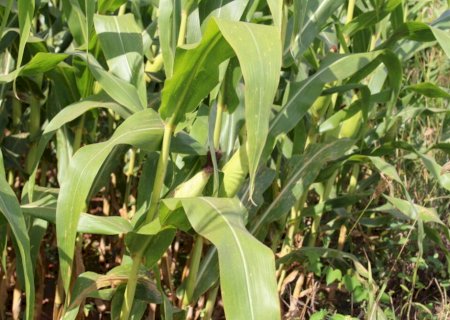 Praga pode reduzir produtividade em lavouras de milho