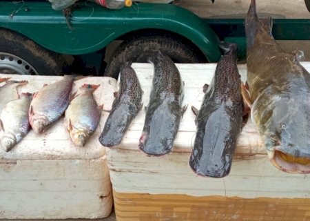 Fiscalização apreende 42 kg de pescado irregular e retira petrechos ilegais do Rio Ivinhema