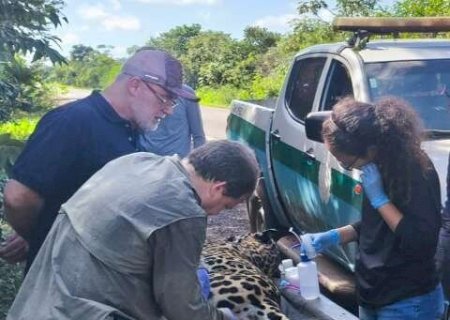 Ap&oacute;s morrer na rodovia, on&ccedil;a tem material gen&eacute;tico coletado para uso futuro