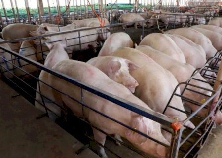 Suinocultura cresceu 50% nos últimos três anos em MS