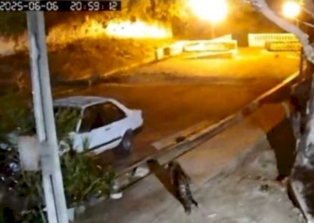 Onça-pintada avança em área urbana e força-tarefa é mobilizada para captura em Corumbá