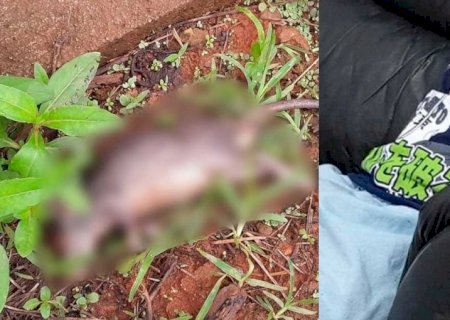 Criança de 7 anos é mordida por rato de terreno abandonado no MS