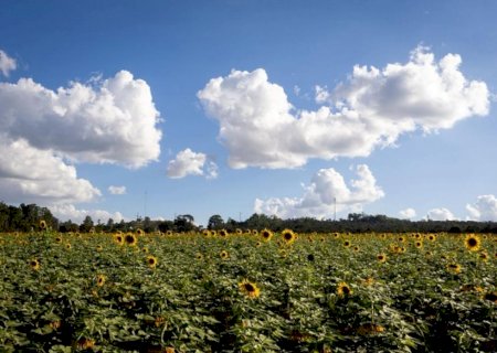 Governo atualiza zoneamento agrícola de risco climático para o cultivo de girassol