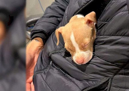 Homem ameaça mulher e toma filhote de pitbull de criança durante briga em Dourados