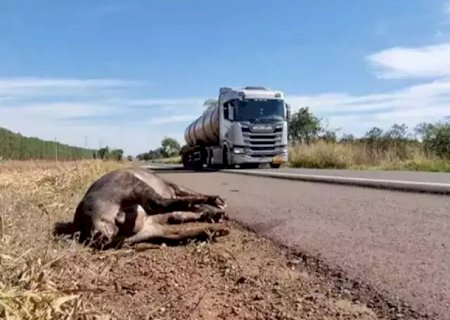 Motociclista atropela anta na BR-262 e Justiça manda União e Dnit pagarem R$ 80 mil
