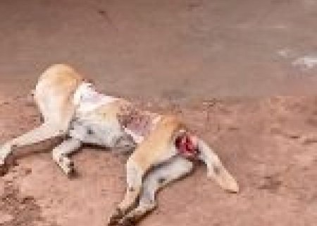 Cadela morre após agressões e tutor é preso em flagrante em MS