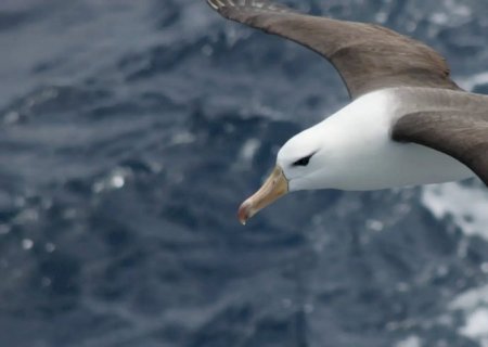 Reduzir morte de albatrozes implica mudanças na pesca em alto-mar