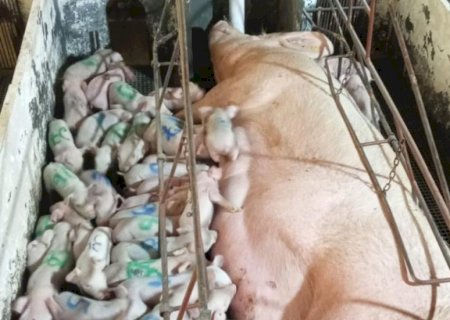 Porca de Minas Gerais dá à luz 46 leitões e supera recorde mundial