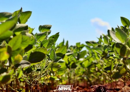 Valor Bruto da Produção agropecuária alcança R$ 1,4 trilhão em maio