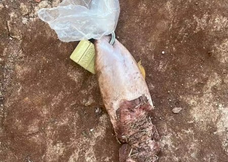 Jovem encontra língua de vaca com cadeado e bilhete de ameaça de morte em frente à residência