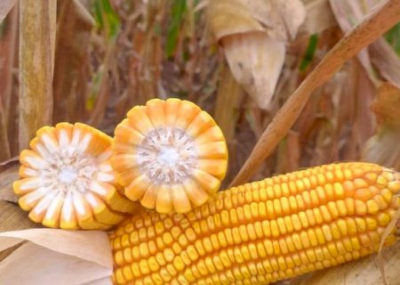 Lavouras de milho mantém bom potencial produtivo em Mato Grosso do Sul; colheita da segunda safra alcança 2,8%