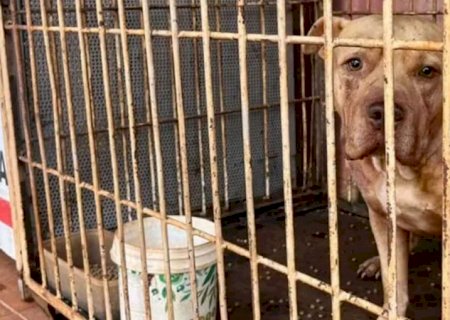 Maracaju - Pitbull foge de casa, invade residência de vizinha e mata cães