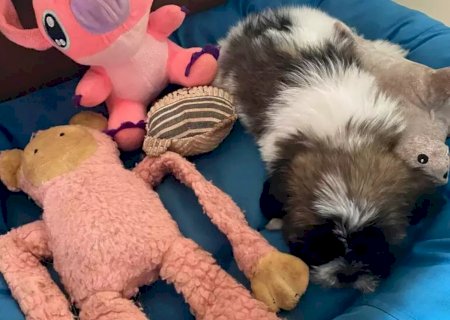 Mulher que arremessou e chutou filhote de shih-tzu tem prisão preventiva decretada