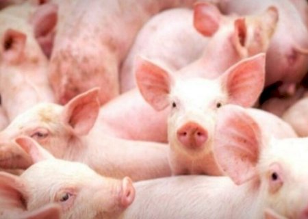 Abertura da China para miúdos suínos do Brasil é confirmada