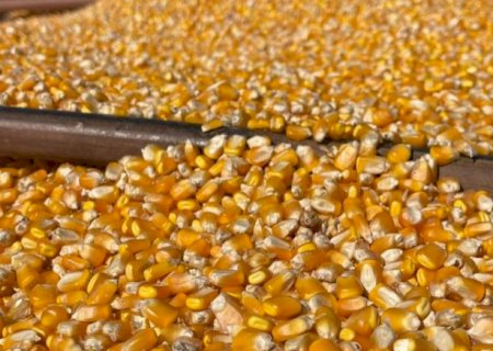 Milho em MS: produtividade varia quase sete vezes entre municípios