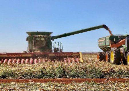 Mercado absorve metade da safra de milho e saca valoriza 6,4%