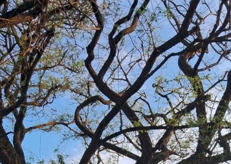 Itaporã: Defesa Civil intensifica vistorias em árvores de grande porte e reforça alerta à população