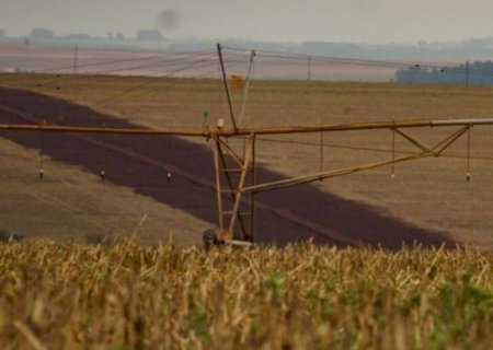 Produtor rural segura milho e as vendas chegam a só 50% após supersafra em MS