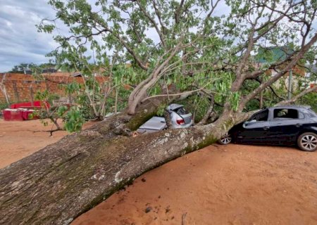 Árvore cai sobre carros e quase atinge família com duas crianças em Campo Grande