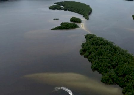 Países consideram insuficientes ações contra crise da biodiversidade