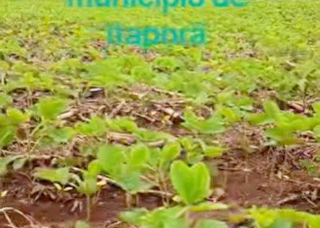 Tá a coisa mais linda lavoura de soja em Itaporã