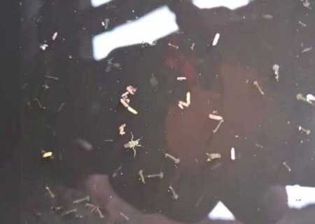 Itaporã está entre os municípios com mortes por chikungunya; MS soma 31 óbitos em 2026