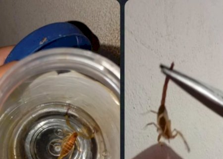 Itaporã: Moradora encontra escorpião dentro de casa no Jardim Vitória e alerta para acúmulo de entulhos
