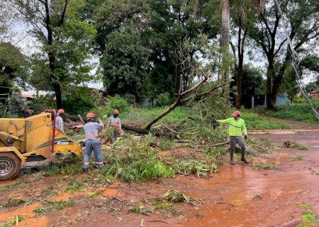 Prefeitura para licitação para podas de árvores em meio a alertas de tempestades