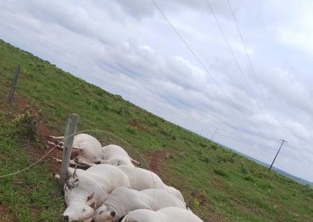 Empresário perde sete touros P.O. em choque elétrico e promete processar a Energisa